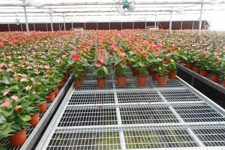 苗床網(wǎng)片應(yīng)用實景